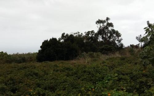 Bolsa de tierras del Nordeste de Tenerife. Finca San Isidro 1