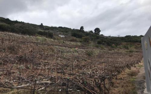 Parcela Los Castaños