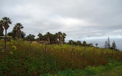 Panorámica de la finca