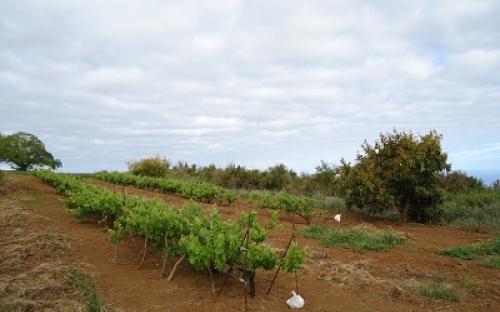 Panorámica de la finca