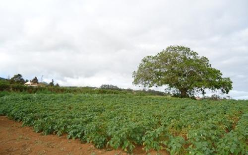 Panorámica de la finca