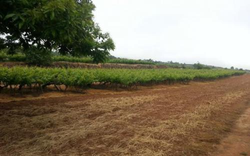 Bolsa de Tierras del Nordeste de Tenerife-Finca La Capellanía-El Sauzal