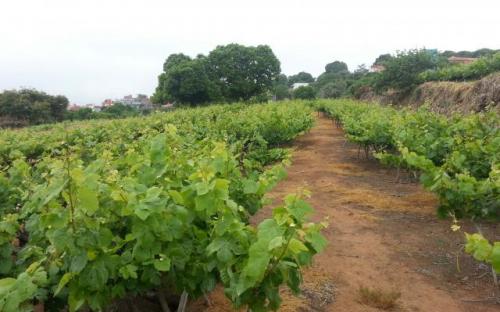 Bolsa de Tierras del Nordeste de Tenerife-Finca La Capellanía-El Sauzal