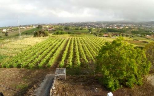 Panorámica de la finca