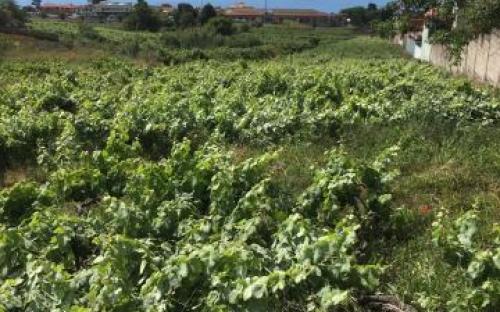 Panorámica de la finca