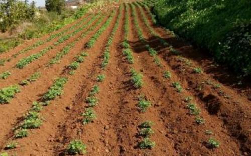 Finca en La Matanza de Acentejo 