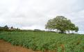 Panorámica de la finca